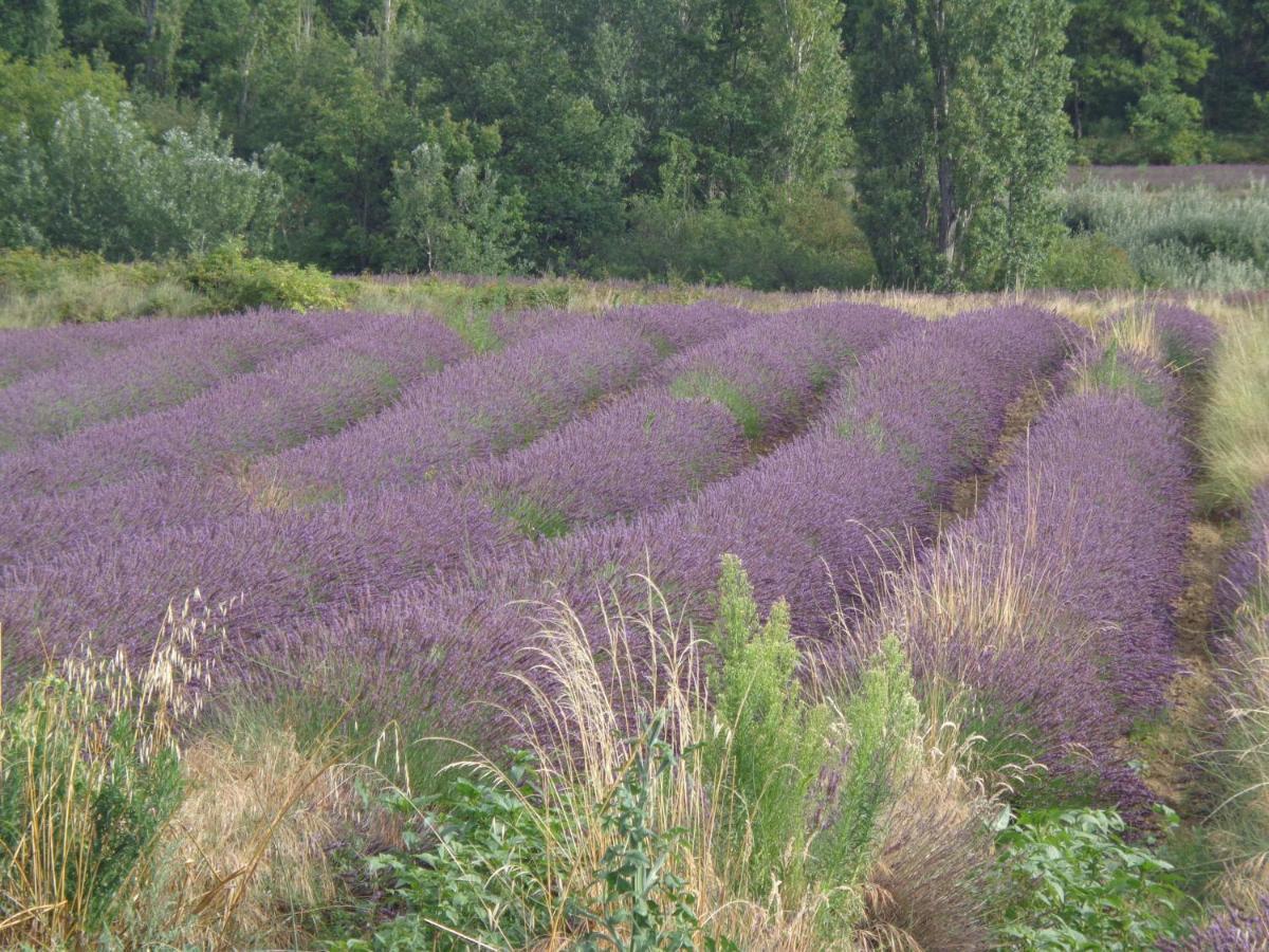 Santolines En Provence Bed & Breakfast Piolenc Luaran gambar